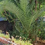 Domus Le Palme