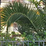 Domus Le Palme Fano
