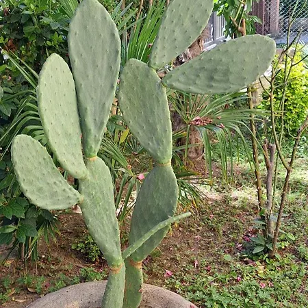 Domus Le Palme Nyaraló