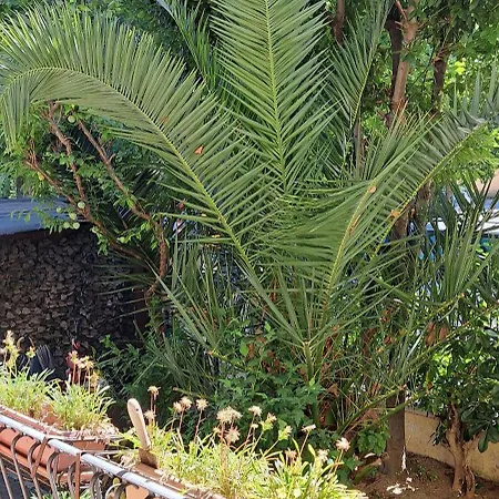 Domus Le Palme