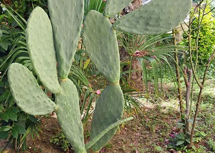Domus Le Palme Σπίτι διακοπών
